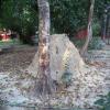 The Tree has dried Due to Termite, Meerut